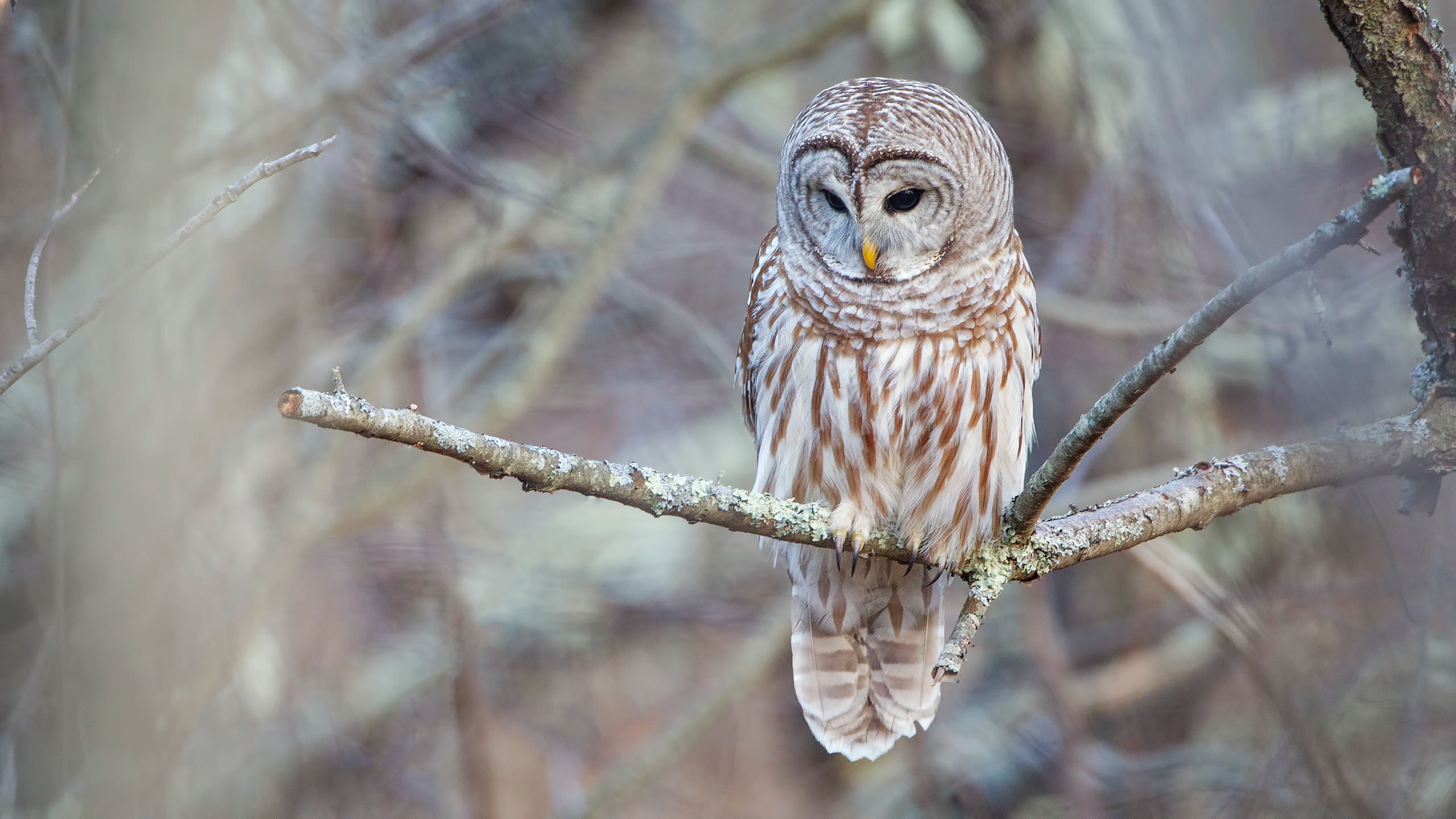owl on branch